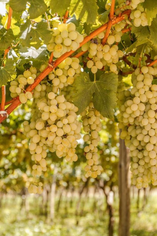 Masseria Ella 普尔萨诺 外观 照片